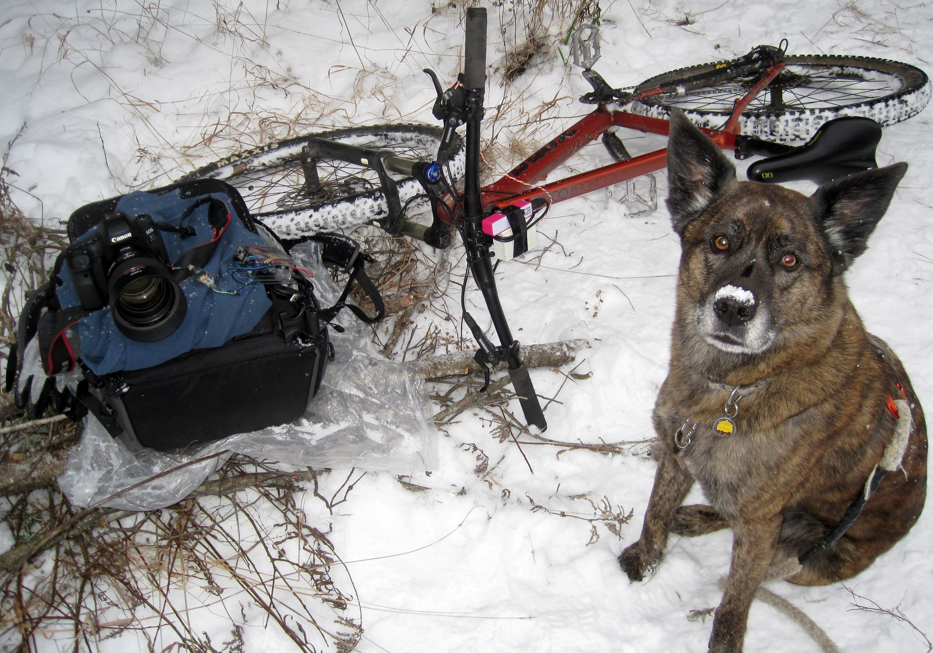 rf24ghz_remote_shutter_bike_dog_snow_canon