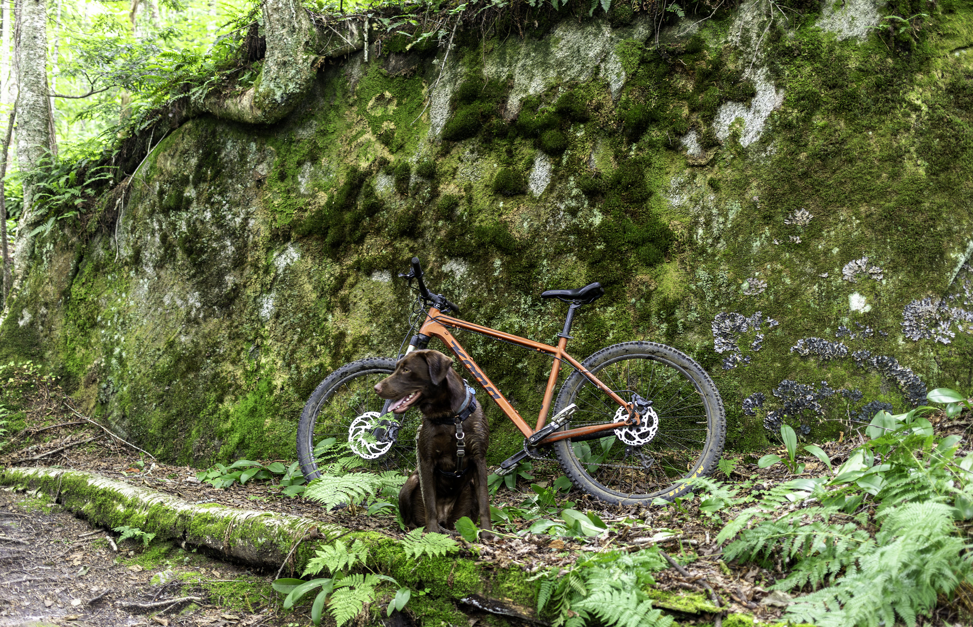 taiga_kona_roche_lichen