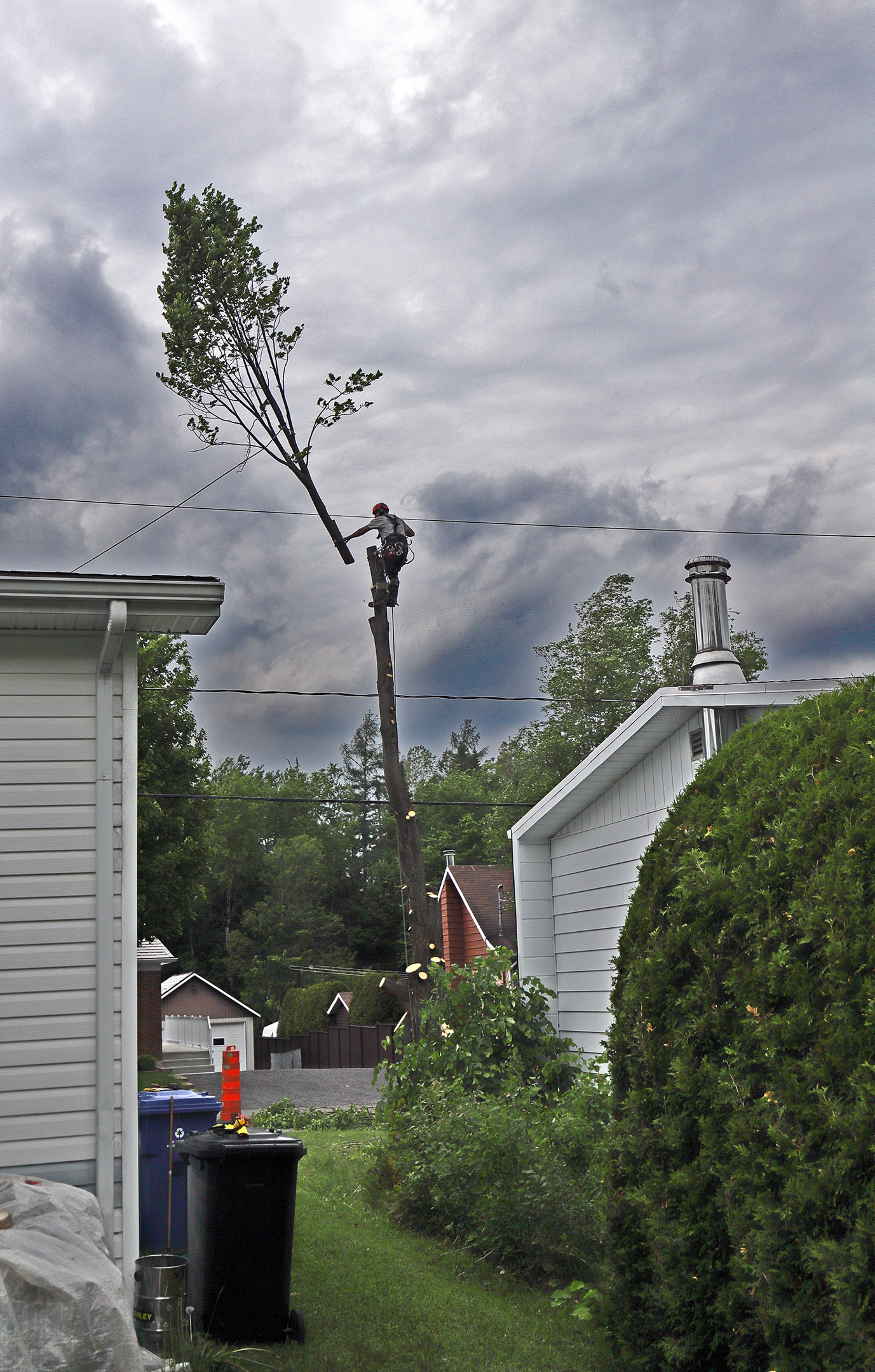tree_cutting