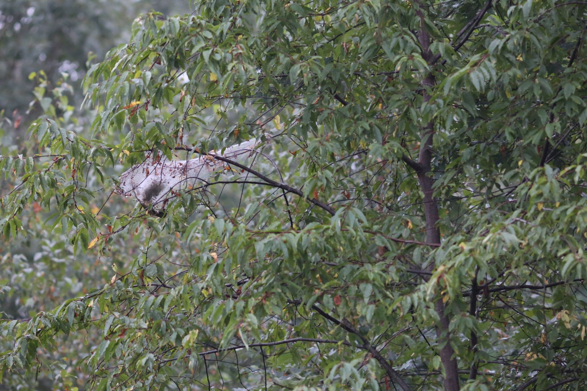 weird_nest_tree