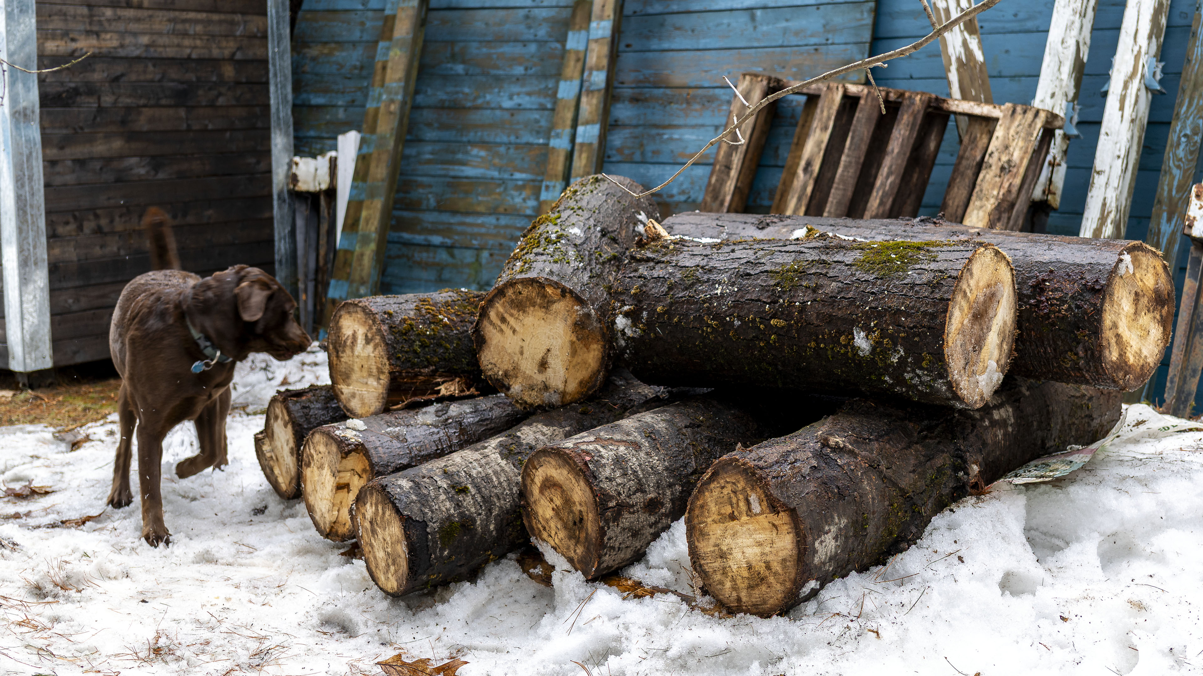woodpile_taiga