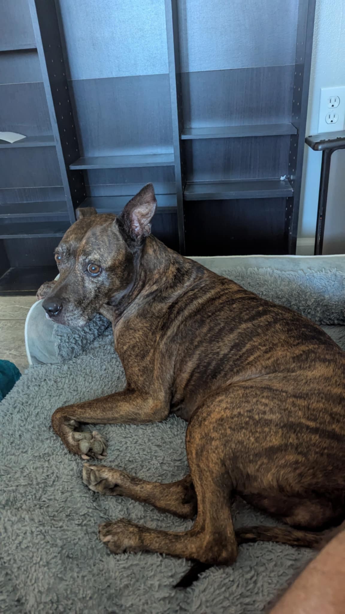 ben_dog
