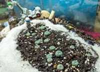 cactii_garden_sand