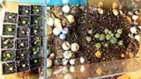cactus_seedling_transplant