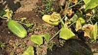cucumber_6x3in
