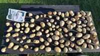 patates_kennebec_12kg