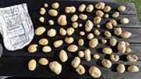 patates_kennebec_7kg_ile_orleans