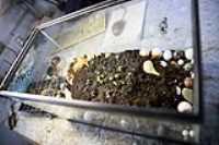 peyotte_aquarium