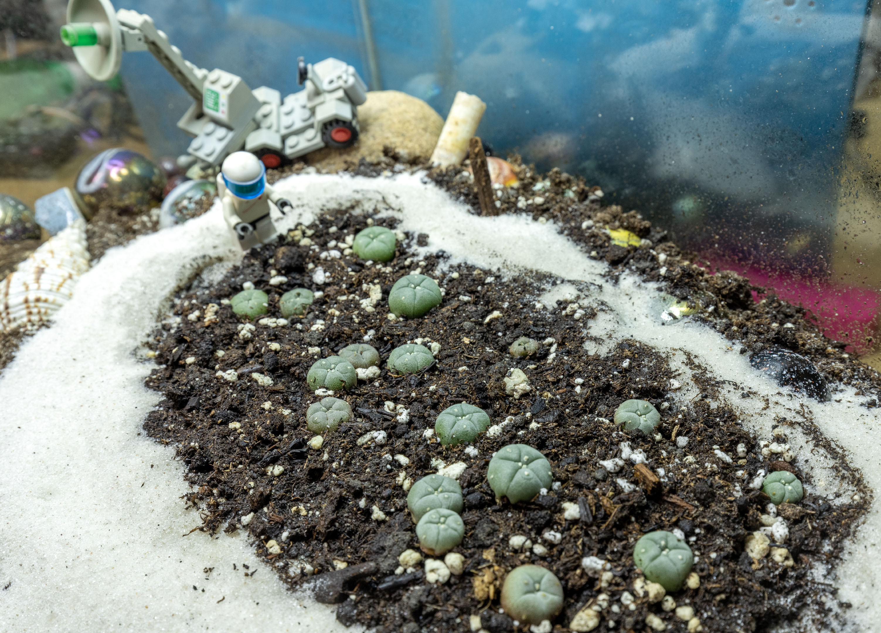 cactii_garden_sand