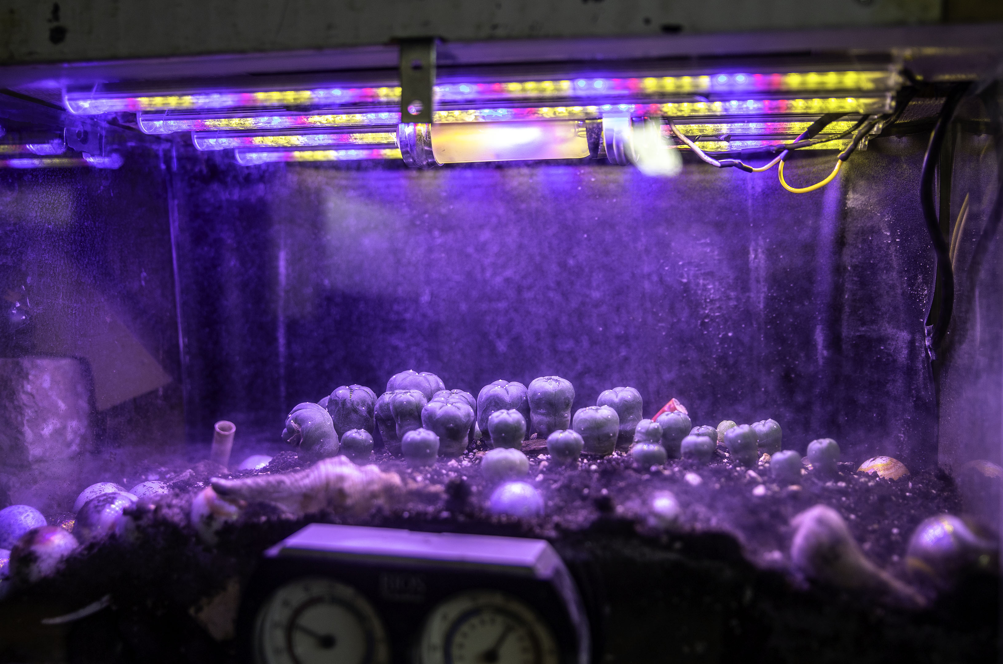 cactus_garden_light_heat