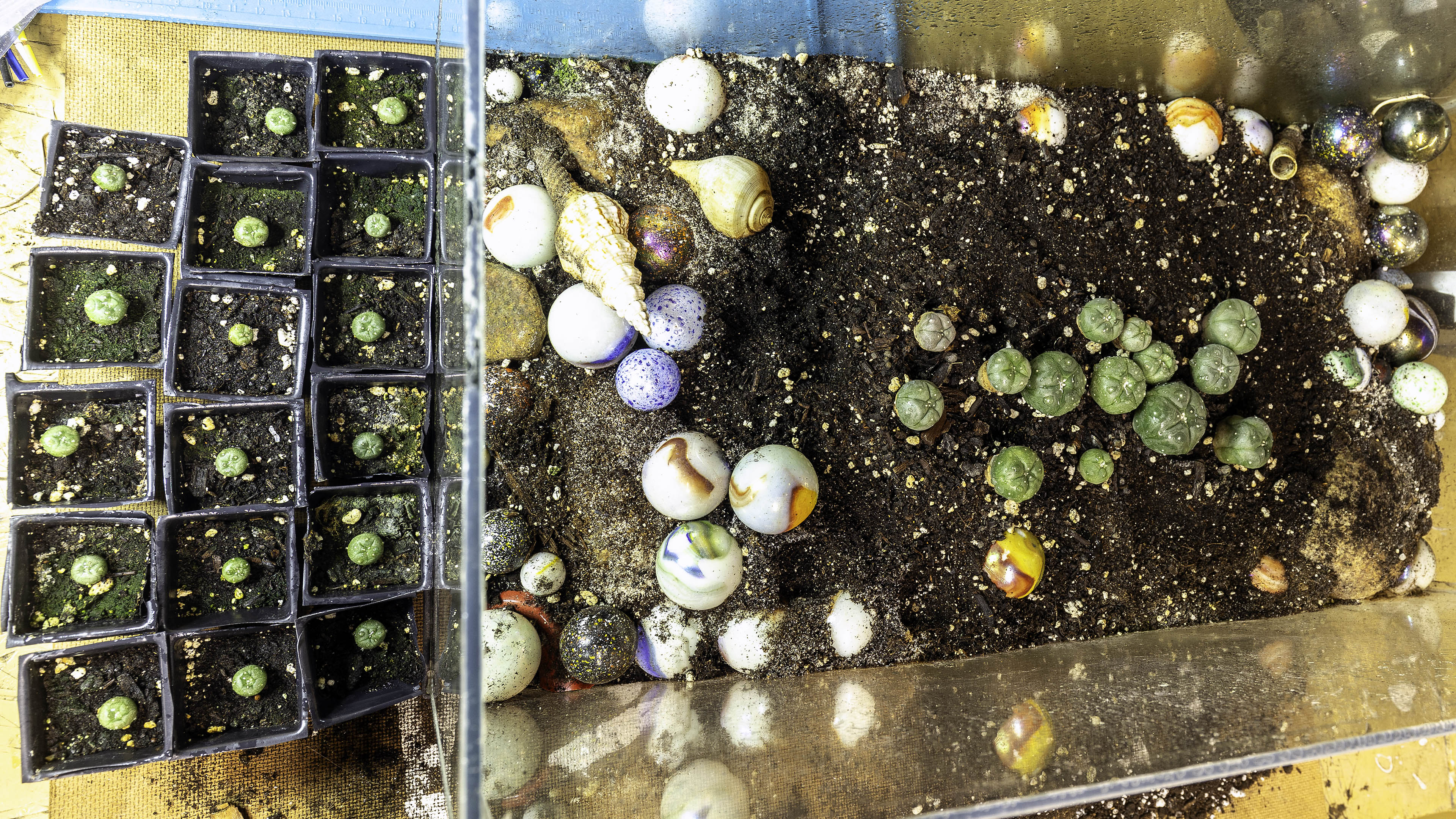cactus_seedling_transplant
