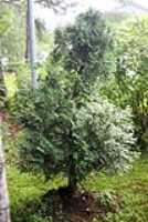 arbre_penche