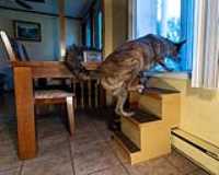 beryl_bay-window_staircase_climb
