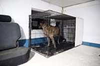 beryl_cage_night_garage