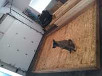cabanon_construction_1