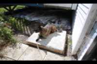 concrete_slab_dog