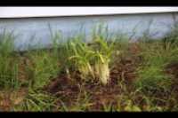 daylili_transplante
