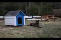 doghouse_beryl_table