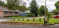 frontyard_shrub_cotoneaster_acutifolia_lilac_mme_lemoine