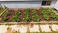 garden_watered