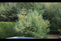 ill_pine_yard