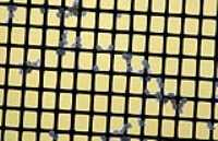 insect_eggs