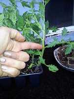 jardin_tomates_3