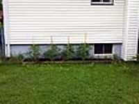 jardin_tomates_4