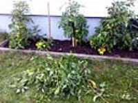 jardin_tomates_6