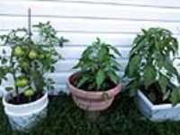 jardin_tomates_7