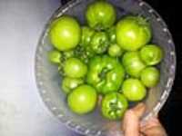 jardin_tomates_8