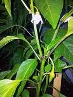 jardin_tomates_piments