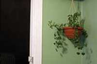 mighty_plant