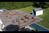 potato_crop