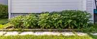 potato_plants_grow_right
