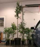 syringa_garage