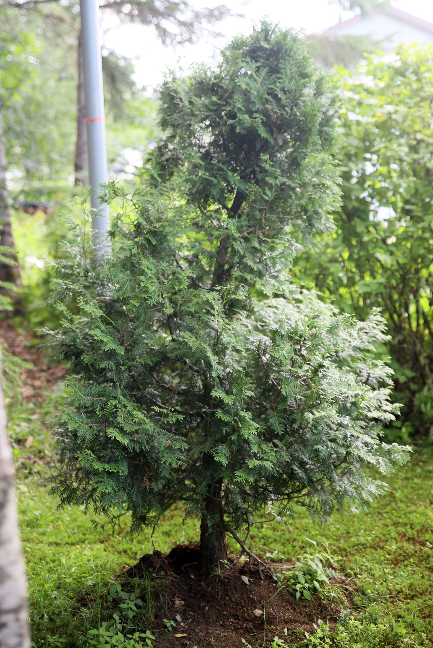 arbre_penche