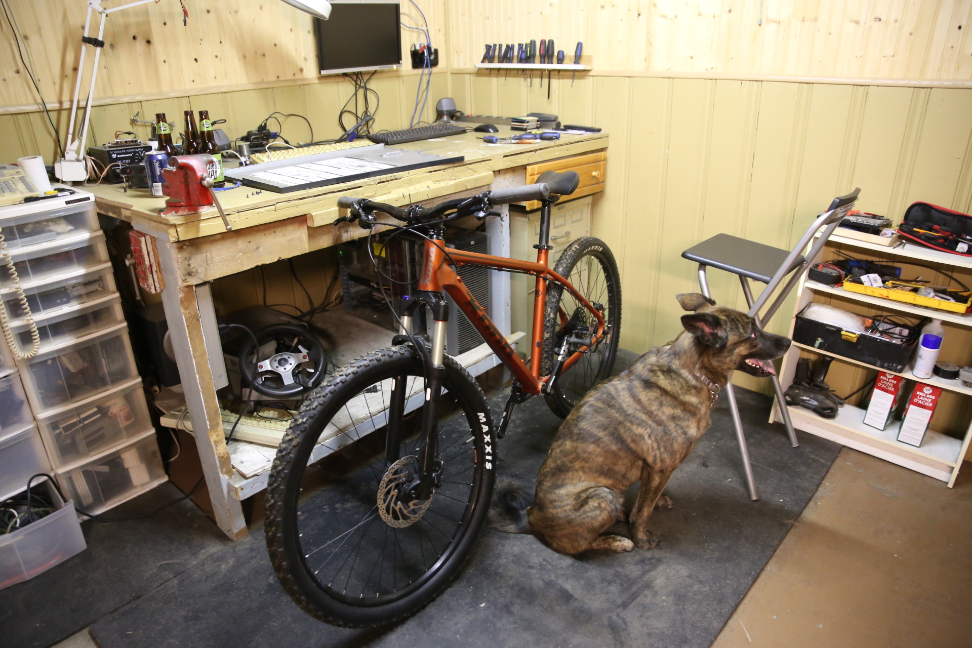 basement_bike_dog