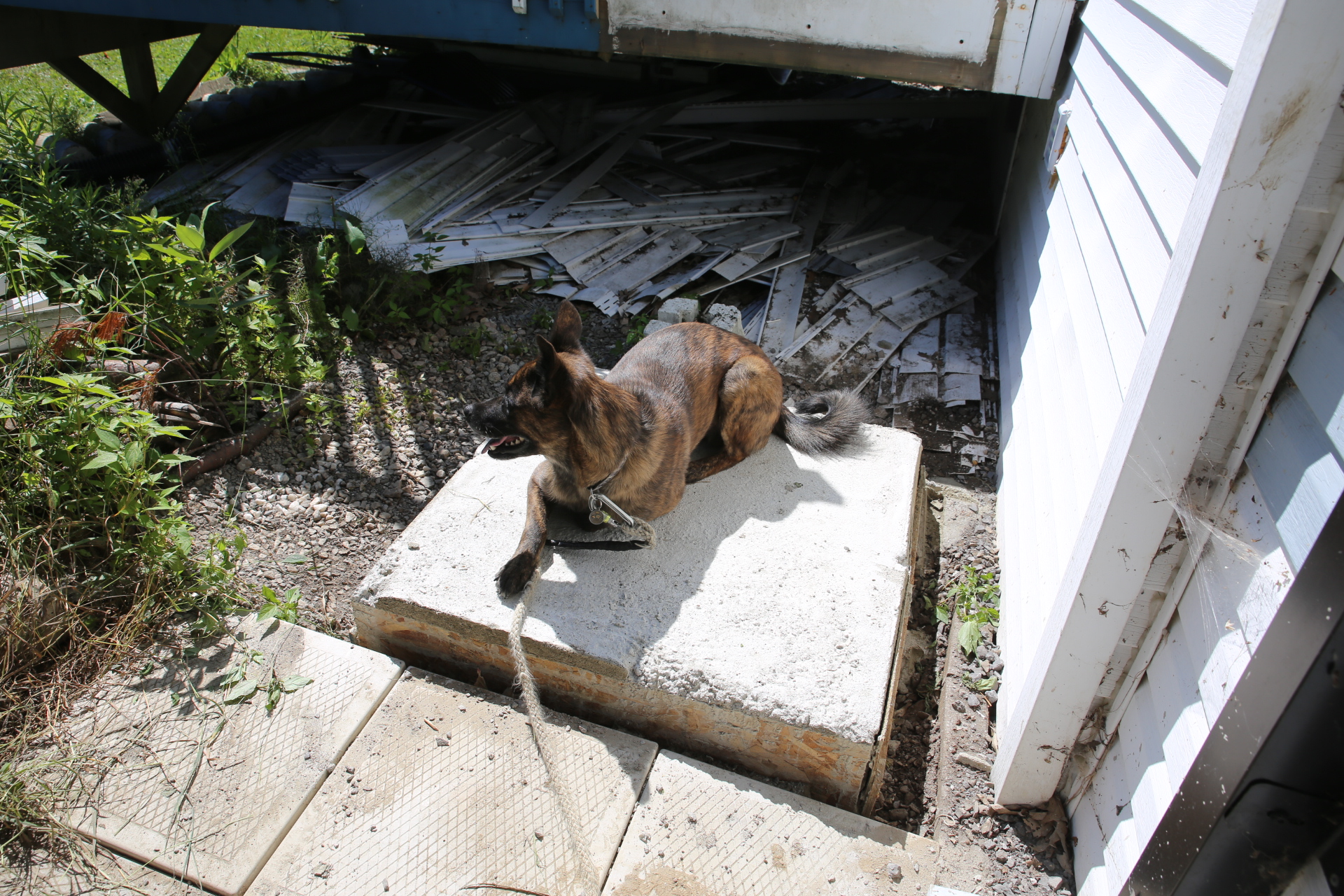 concrete_slab_dog