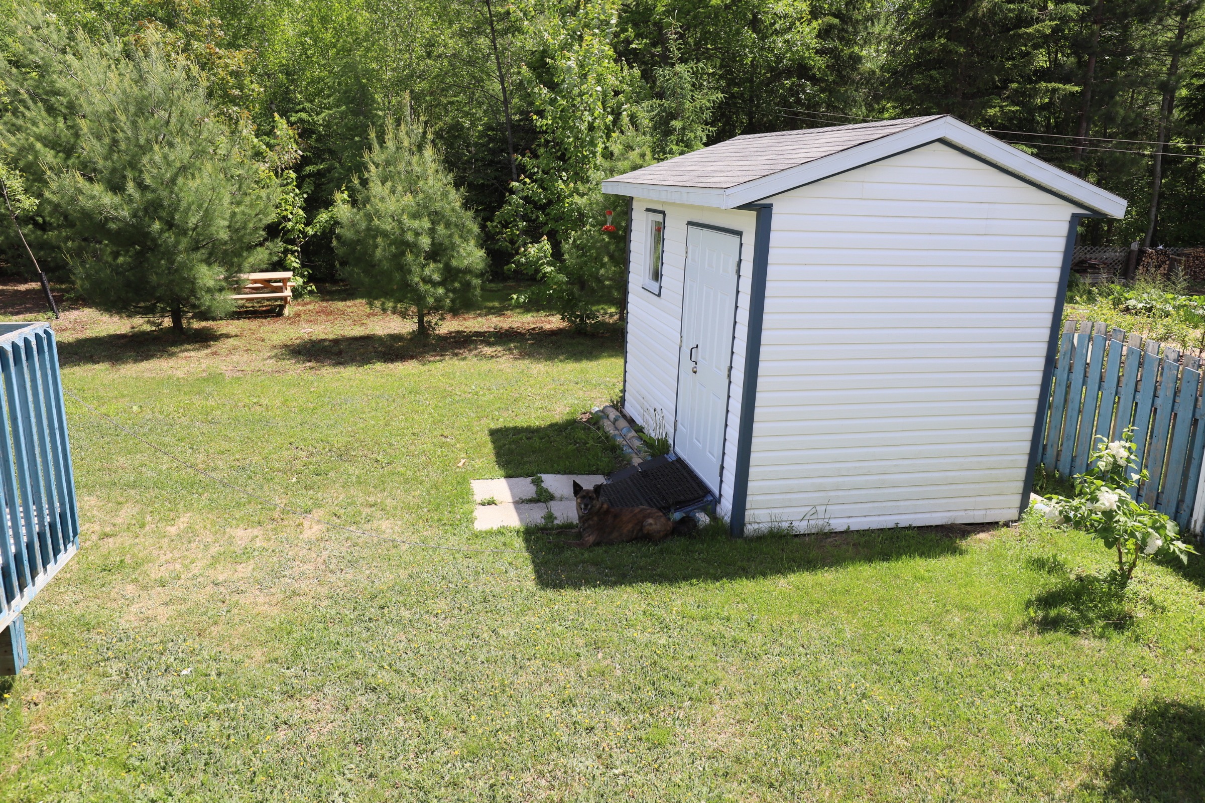 dog_shadow_garden_shed