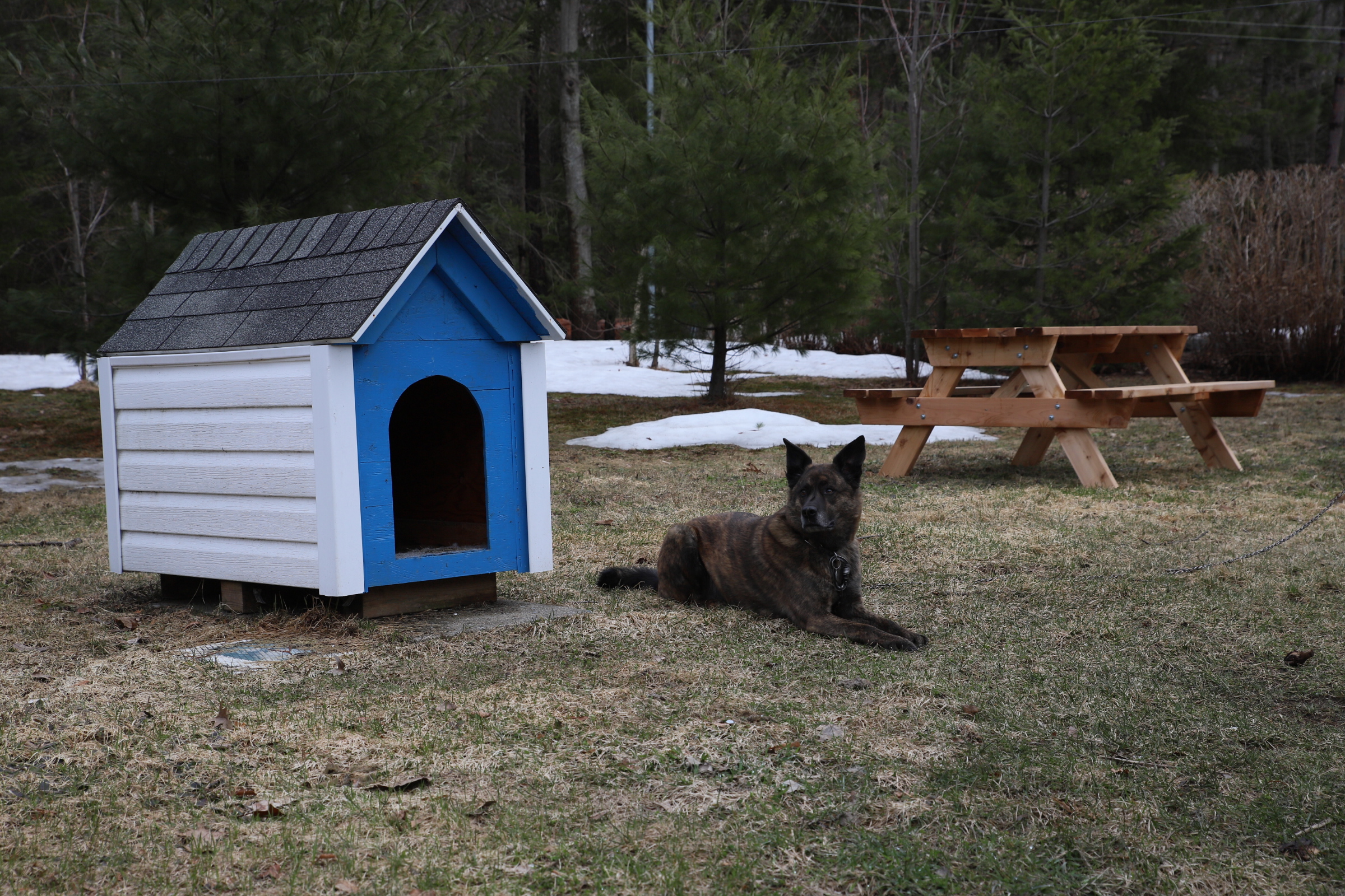 doghouse_beryl_table