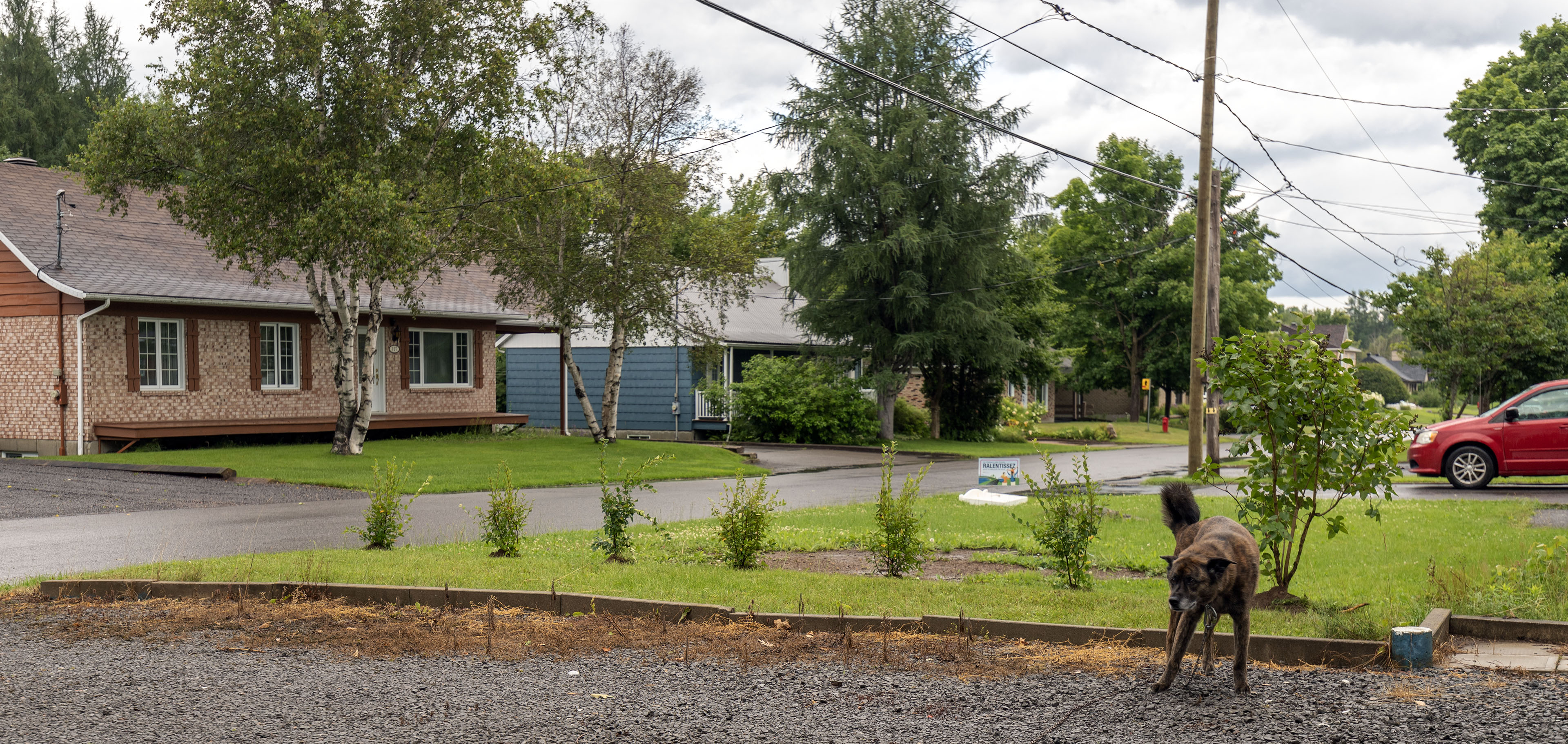 frontyard_shrub_cotoneaster_acutifolia_lilac_mme_lemoine