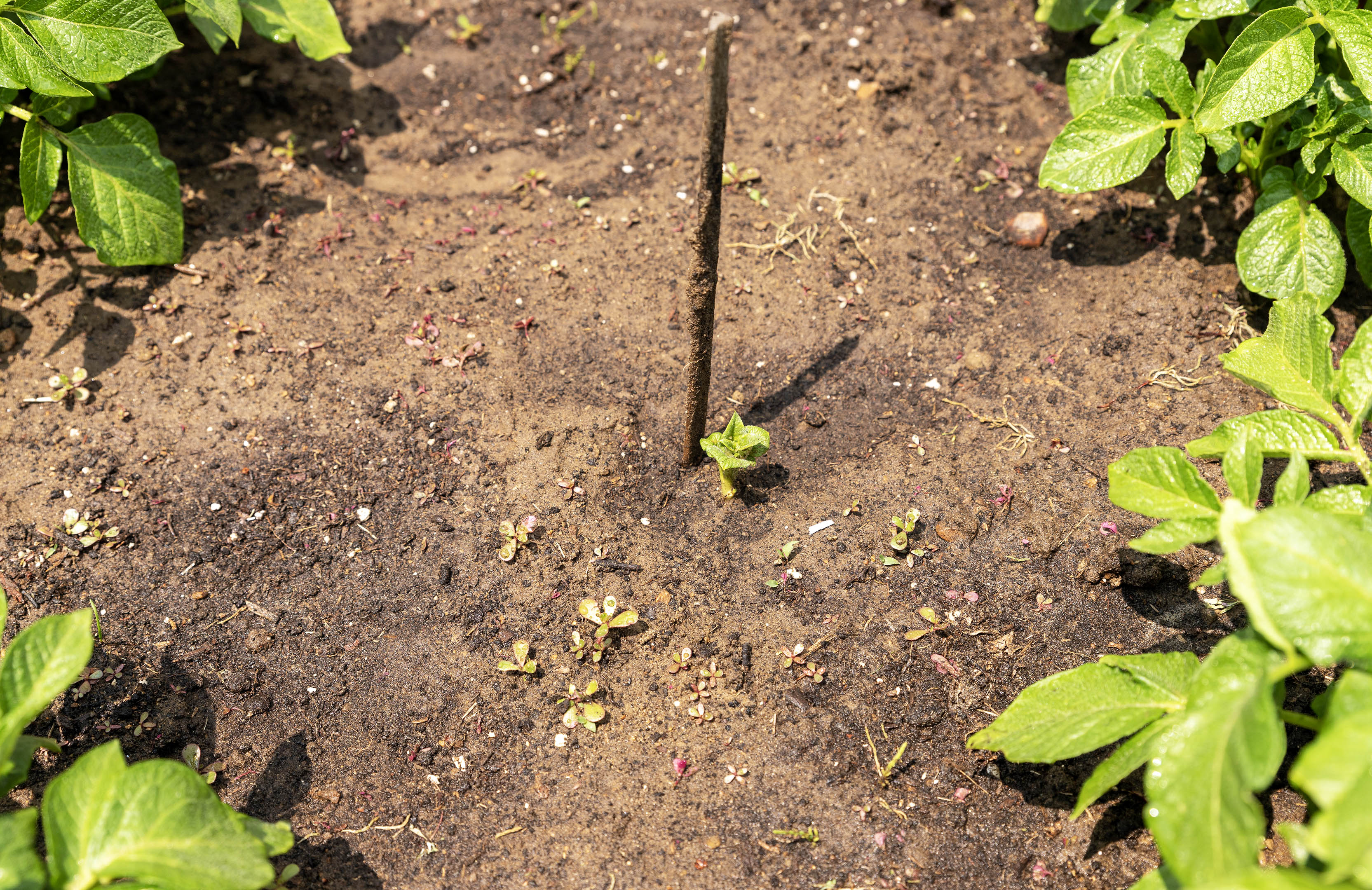 garden_detail