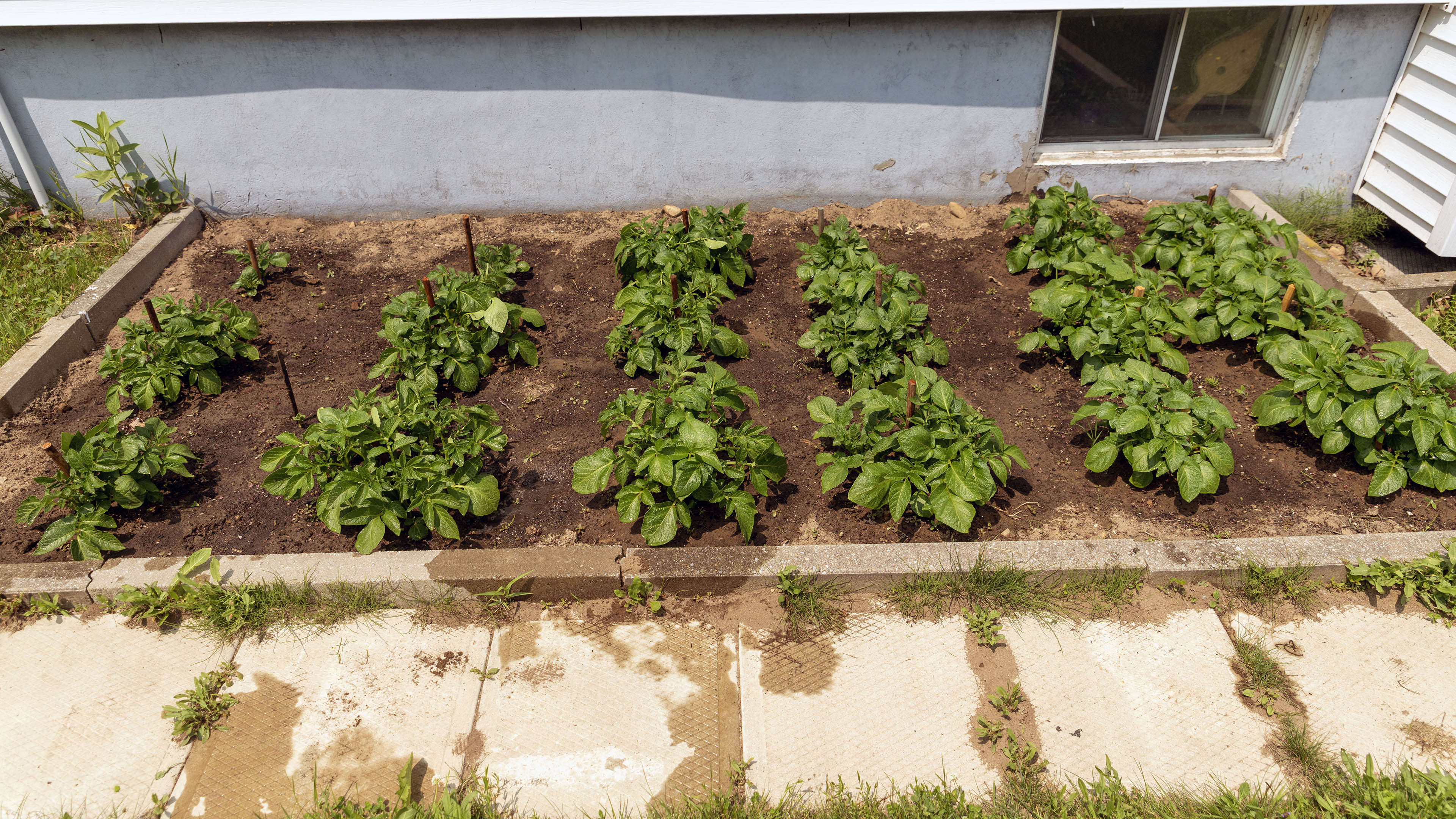 garden_watered