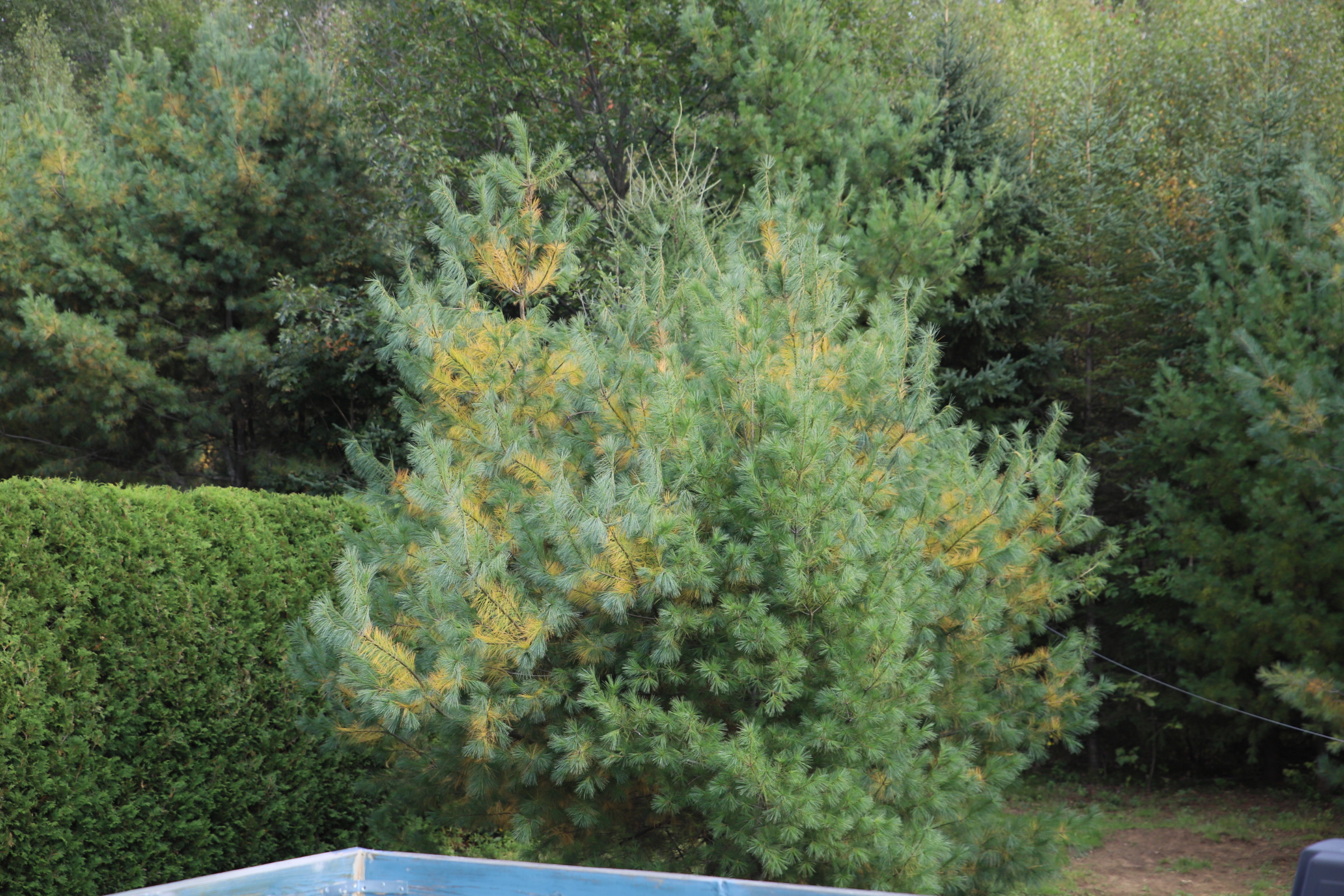 ill_pine_yard
