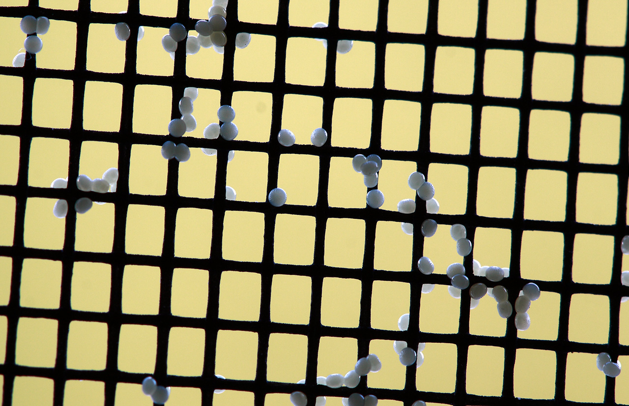 insect_eggs