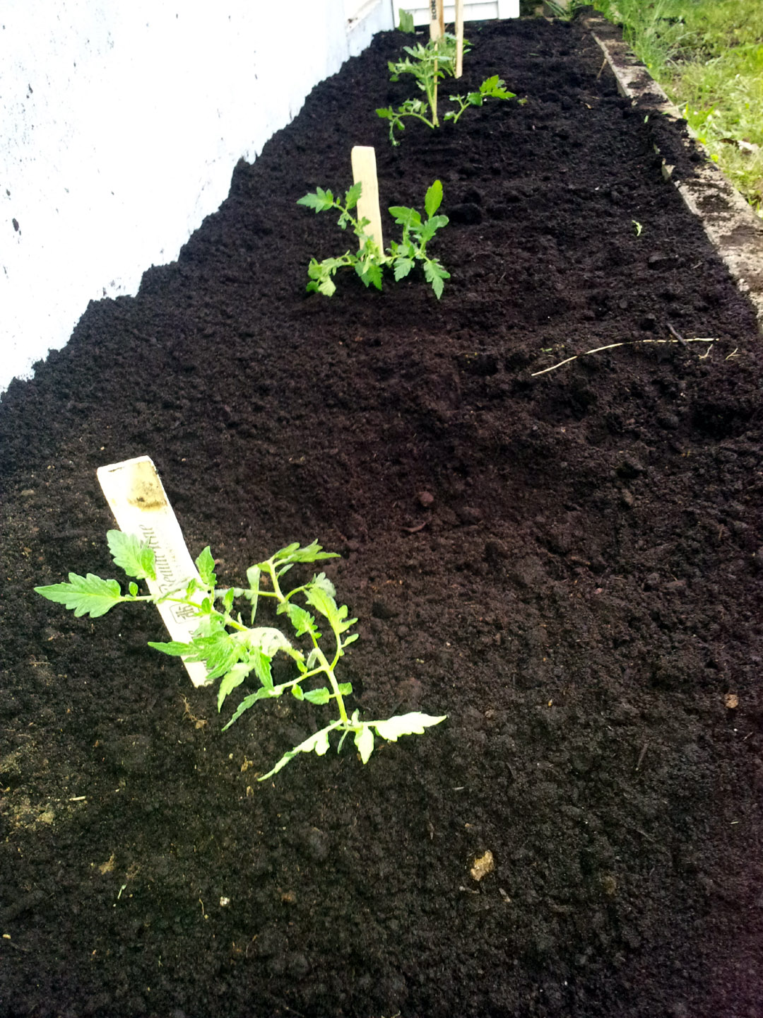 jardin_2017_tomates