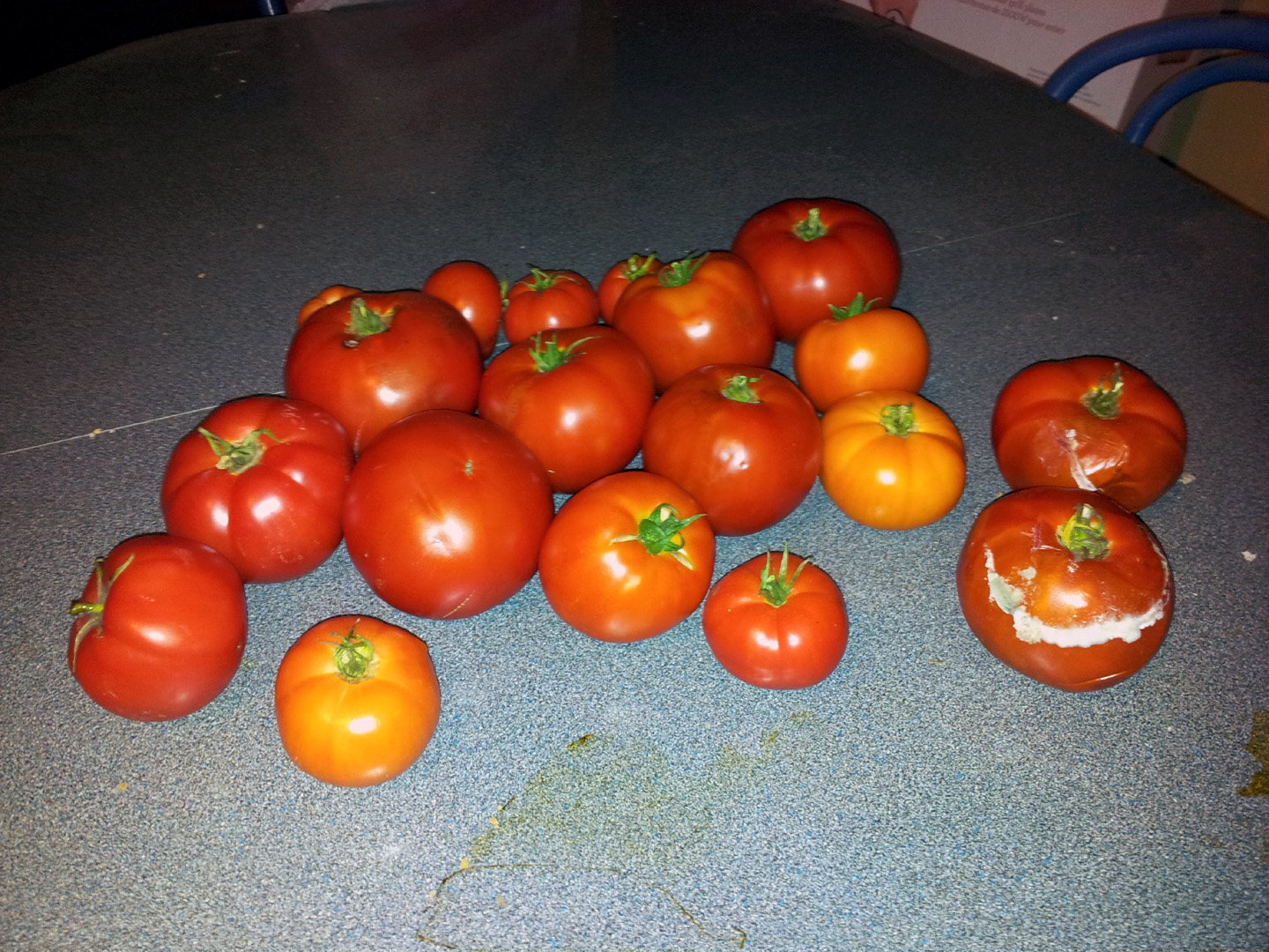 jardin_tomates_10