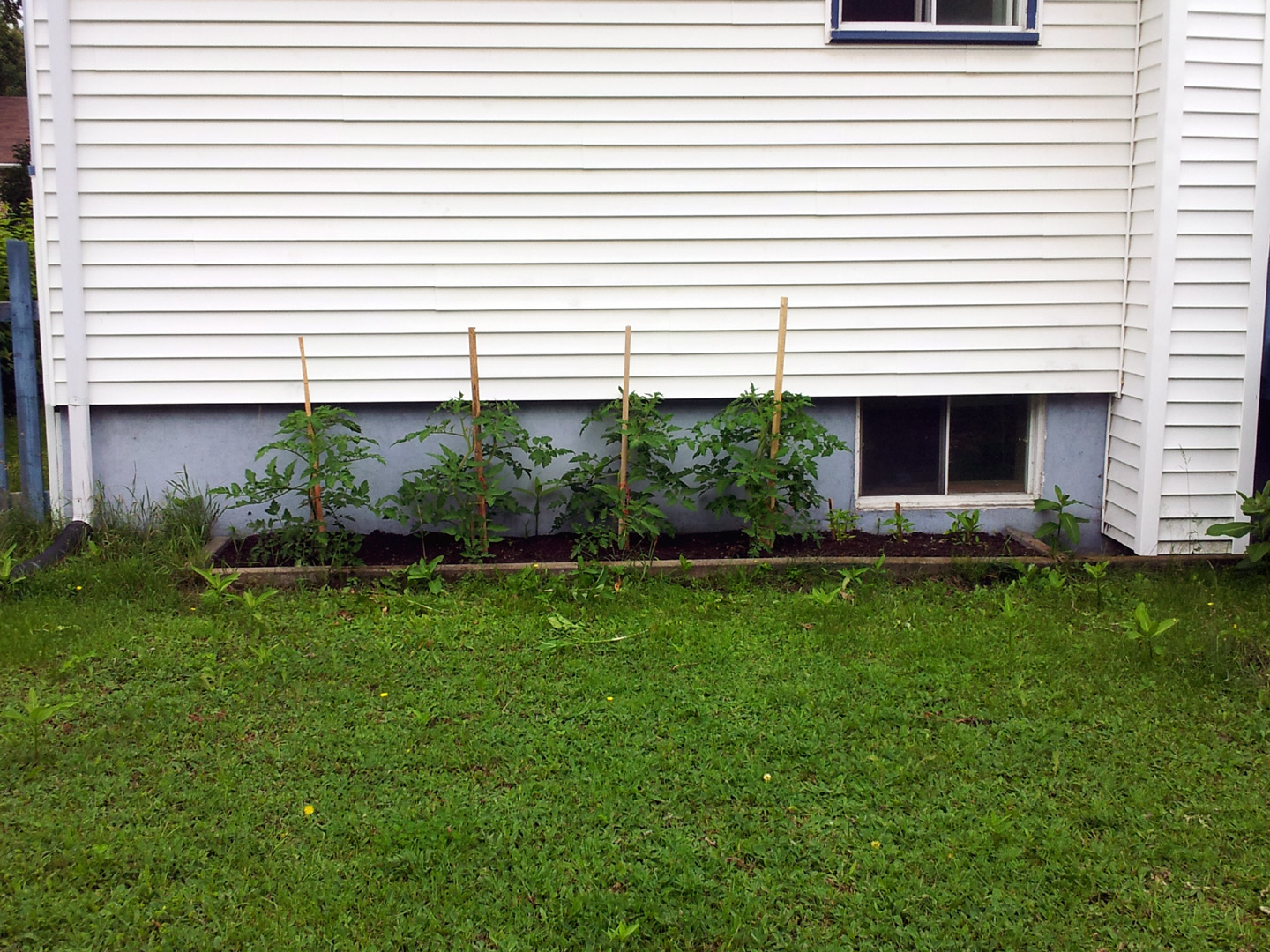 jardin_tomates_4