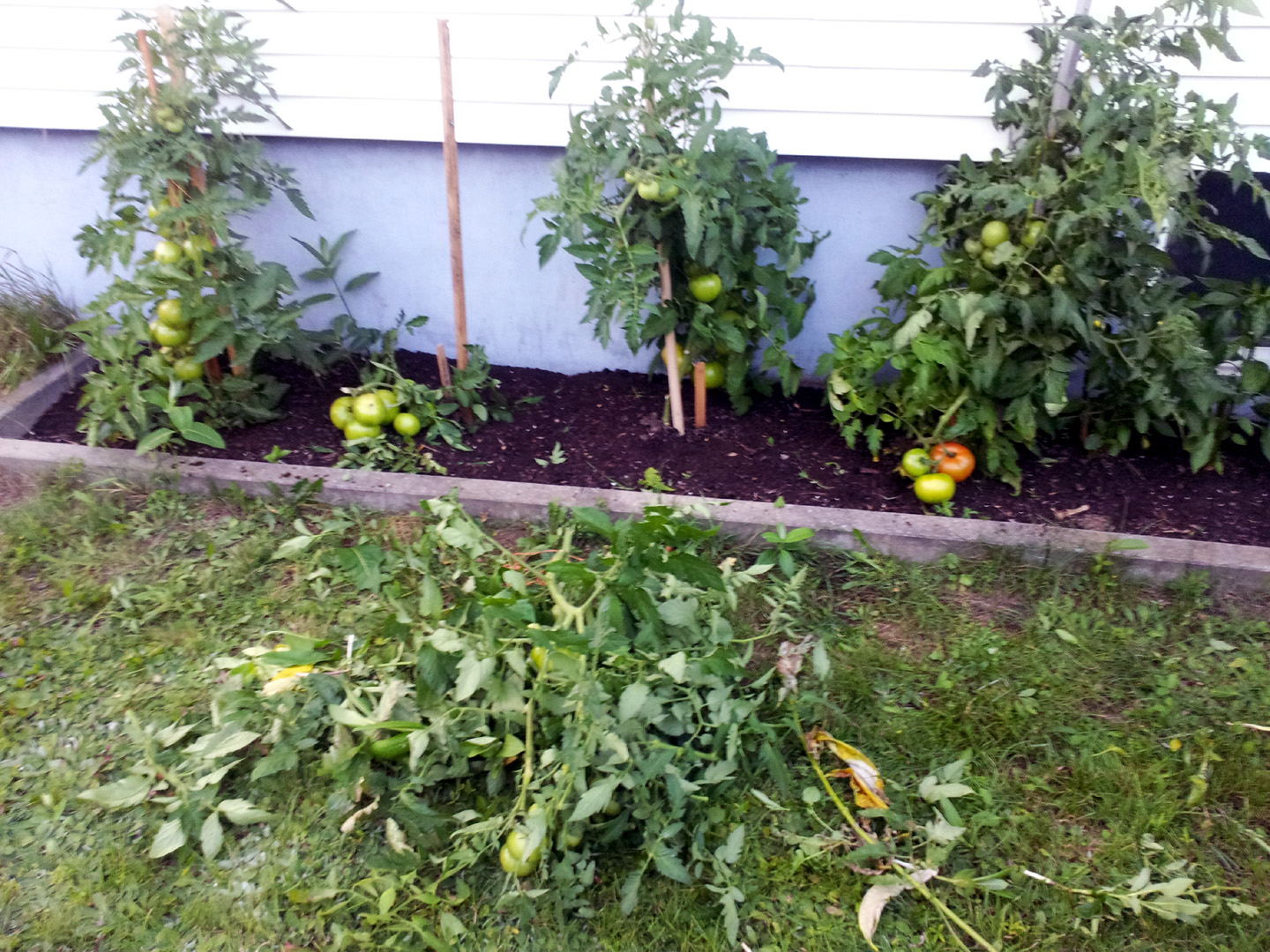 jardin_tomates_6